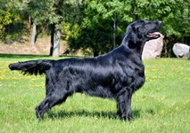 Susedalens Remington Sendero